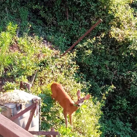 Sunflower Apartamento