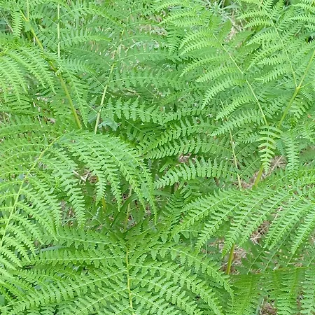 Apartamento Sunflower *